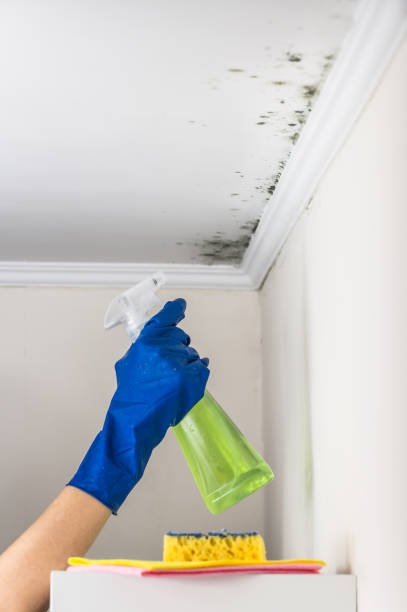 Mold Removal and Inspection